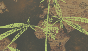 Die glorreiche Entdeckung von Cannabis – wie eine Pflanze zur Ikone wurde   