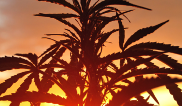 Caliweed – Warum das beste Weed aus Kalifornien kommt