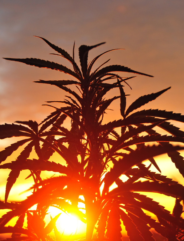 Caliweed - California's Choice - Cannabis aus Kalifornien